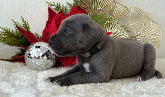 Německá doga modrá  - 14