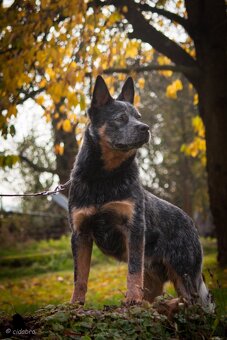 Austrálsky honacky  pes ACD CATTLE DOG - 14
