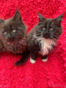 mainská mývalí kočka - koťata s PP - 14