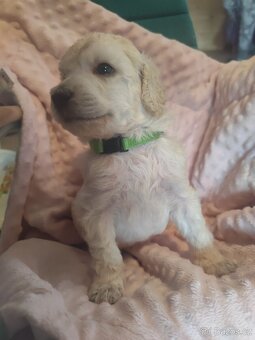 Pudl velký bílý - 14