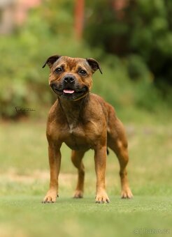 Stafordšírský bulteriér s PP - 14