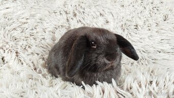 Zakrslý beránek, králíček, králík - CRISTIAN - 14