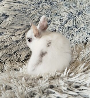 Zakrslý králík - 14