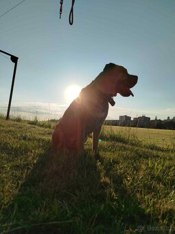 Cane Corso - 14