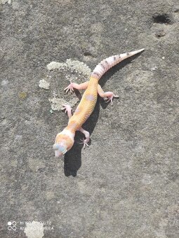 gekončík noční, terárium - 14