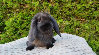 Zakrslý beránek, králíček, králík - PEGAS - 14