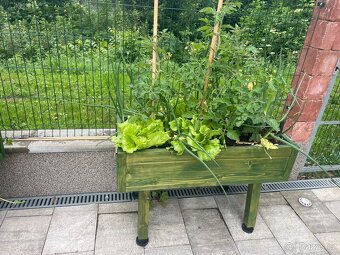 Balkonove kvetinace - 14