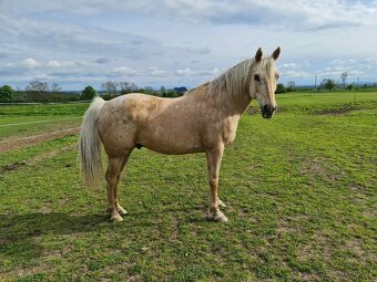 Prodám krásného isabela valacha, 12 let - 14