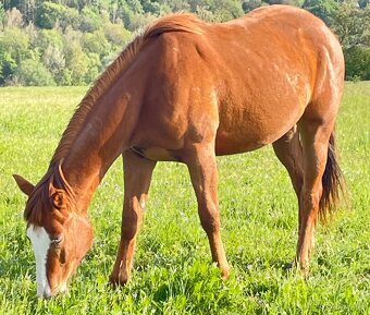 Klisna QH 2,5 roku - 14