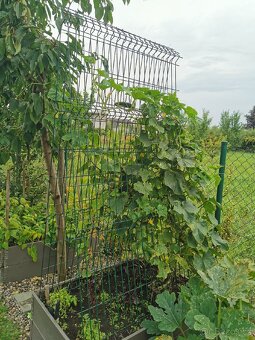 Vyvýšené záhony - NOVÉ stohovatelné ohrádky 120x80x20cm - 14