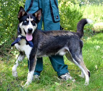Báječný Ares kríženec ovčáka s huskym - 14