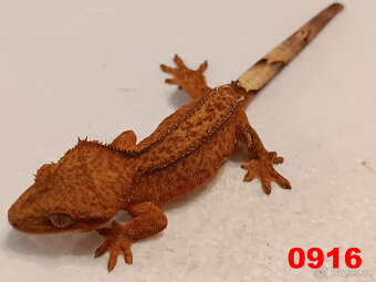 Pagekon řásnatý  Samci a Samice - 14