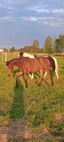 Klisna 2,5 let prodej PP arab - 14