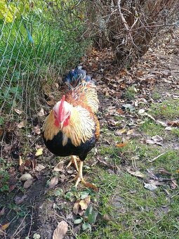 Prodám kohouta - 14