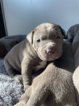 American Bully x Staford - 14