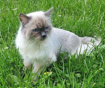 Ragdoll krytí - 14