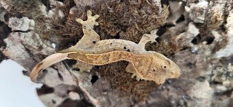 Pagekon řasnatý mláďata Correlophus ciliatus - 14