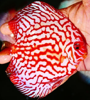 Prodej terčovců, L-sumců, skalár, rejnoků a jiných ryb - 14