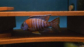 Cichlidy Malawi - 14