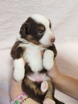 Štěňata Miniaturní americký ovčák s PP - 14