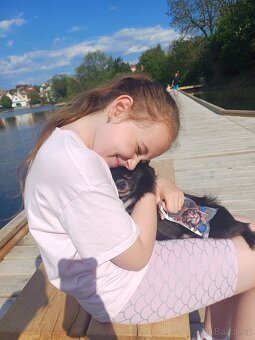 Čivava s PP - dlouhosrstý chlapeček. - 14