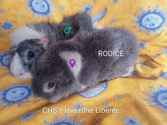 Morčátka CHS Z Hvězdné Liberec - 14