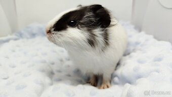 Morče, Morčata, Morčátko, Morčátka - BETTY - 14