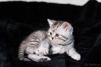 Scottish Fold a Scottish Straight - 14