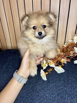 Štěňátka pomeranian bez PP - 14