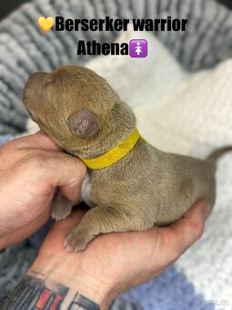 American bully XL/XXL s PP - 14