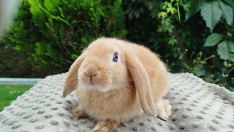 Zakrslý beránek, králíček, králík - RIKI - 14