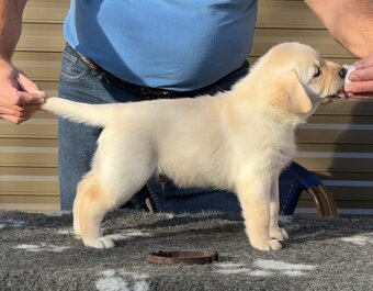 🐾 Labradorský retrívr s PP – štěňátka k odběru ihned 🐾 - 14