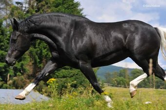 DOUBLE Homozygot Paint Horse APH - 14