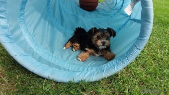 Biewer jorkšírský teriér krytí, připuštění - 14