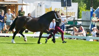 REZERVACE- Welsh Cob klisna 3 roky - 14