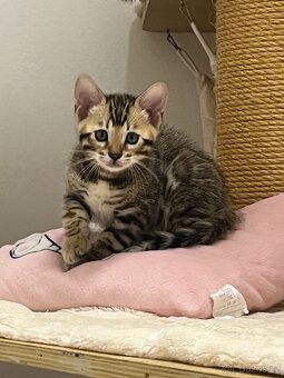 Bengálská kočka - 14