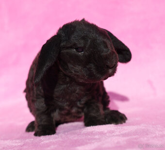 Zakrslí beránci s VP . Samičky . - 14