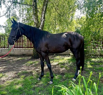 klisny čt  vrané - 14