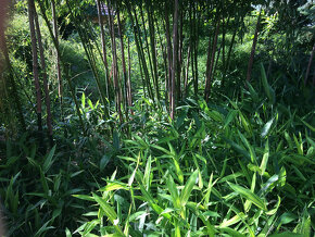 Bambusy -  sazenice + protikořenová folie - 14
