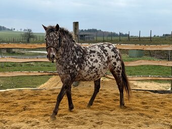 15 letá klisna - 14