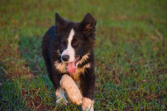 Border kolie s PP - 14