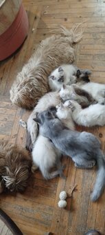 Mainská mývalí bez pp - 14