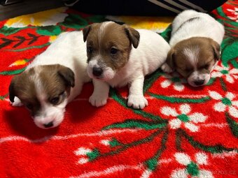 Jack Russell teriér s PP - 14