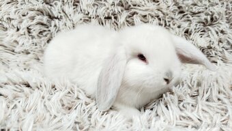 Zakrslý beránek, králíček, králík - MOLLY A MATEO - 14