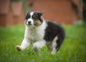 Australský ovčák -štěňátka s PP - 14