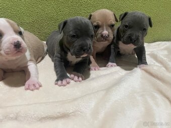 Americký stafordšírsky teriér - 14