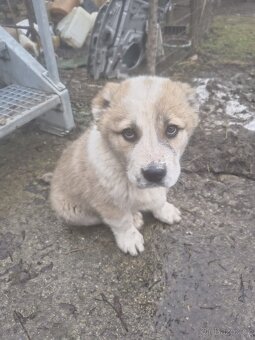 SAO/středoasijský pastevecký pes - 14