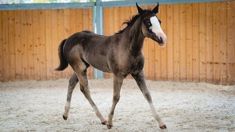 Roční American Quarter Horse black klisna, vnučka Gunnera - 14