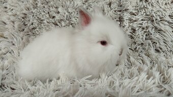 Zakrslý králík, králíček -(TEDDY)-HERBERT A HEIDY - 14