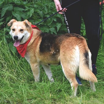 ŽILIEN K ADOPCI - 1 ROK, HODNÁ,PŘÁELSKÁ,MILUJE PROCHÁZKY - 14